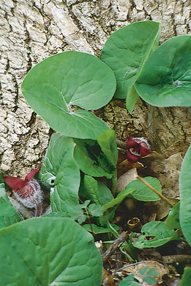 plant-details-stonehouse-nursery