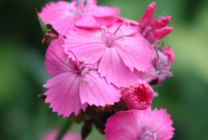 Dianthus carthusianorum