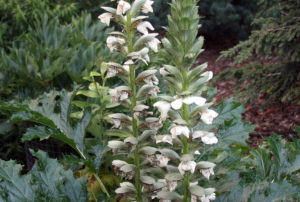 Acanthus mollis