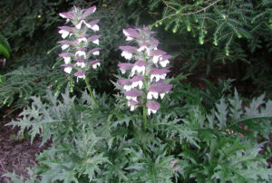 Acanthus spinosus