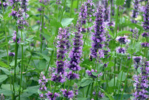 Agastache 'Black Adder'