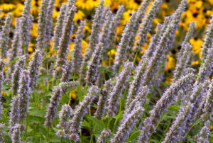 Agastache 'Blue Fortune'