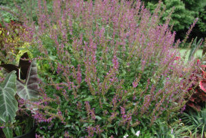 Agastache ÔPurple HazeÕ