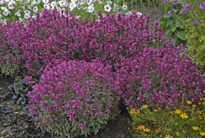 Agastache 'Rosie Posie' PP25857
