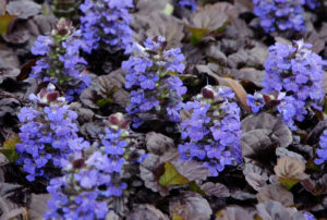 Ajuga reptans 'Black Scallop' PP15815