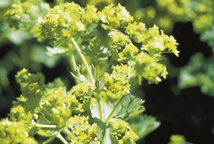 Alchemilla mollis 'Thriller'