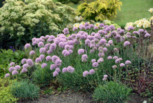 Allium senescens 'Blue Eddy'