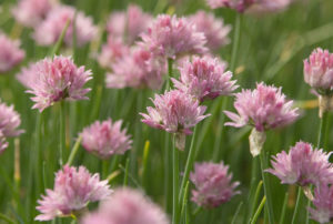 Allium schoenoprasum 'Forescate'