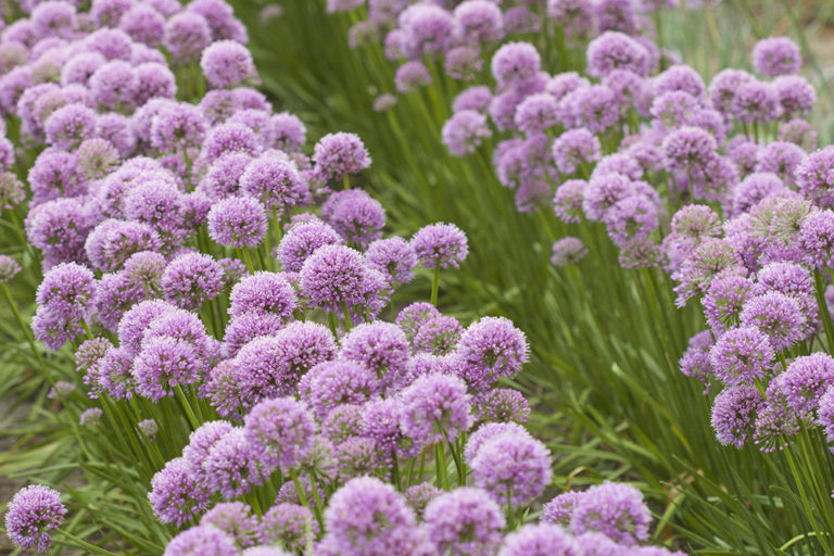 Allium 'Millenium' Stonehouse Nursery