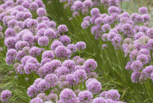 Allium 'Millenium'