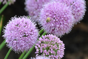 Allium 'Pink Planet'