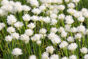 Allium schoenoprasum 'Snowcap'