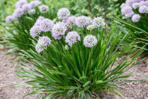 Allium Summer Peek-a-Boo¨ ('MGsmmpkb13')