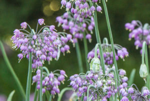 Allium cernuum