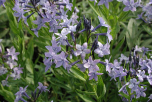 Amsonia 'Blue Ice'
