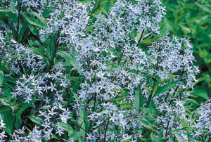 Amsonia tabernaemontana var. salicifolia