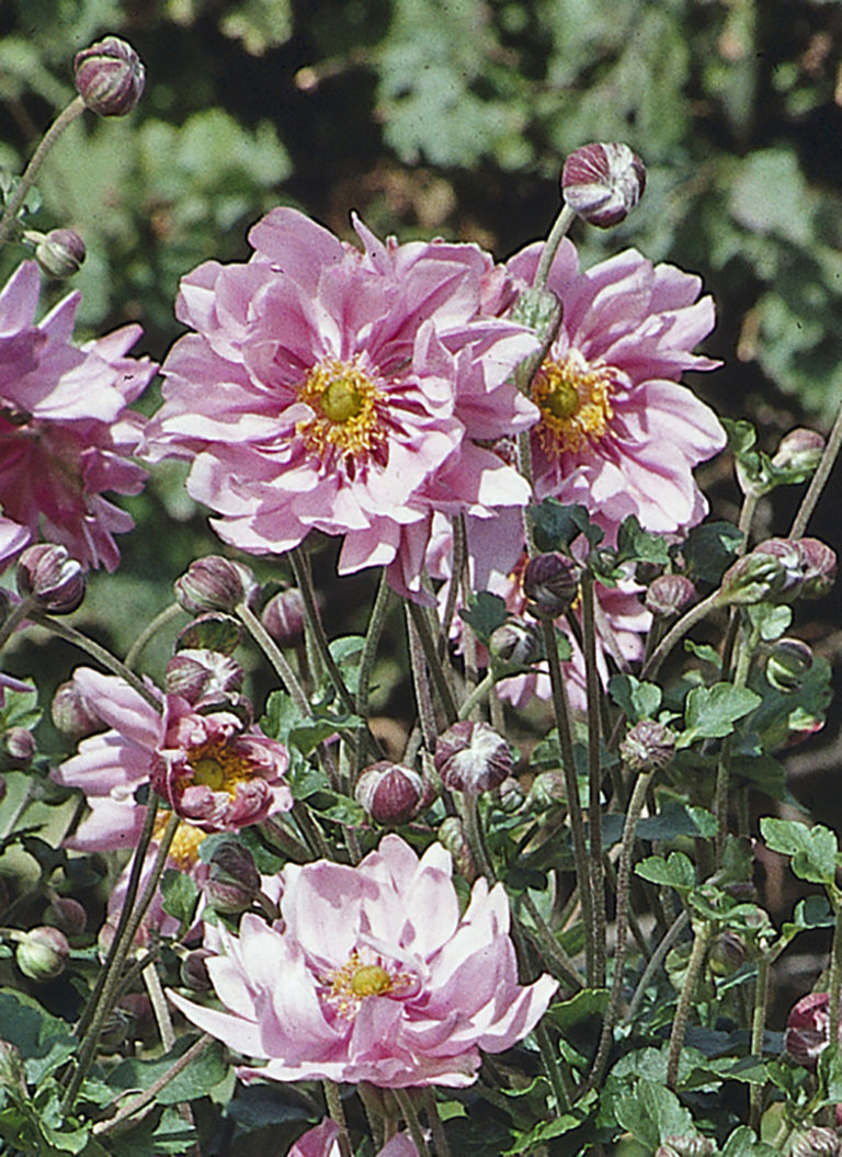 Anemone �Queen Charlotte� Stonehouse Nursery