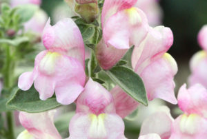 Antirrhinum hispancium 'Roseum'