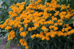 Asclepias tuberosa