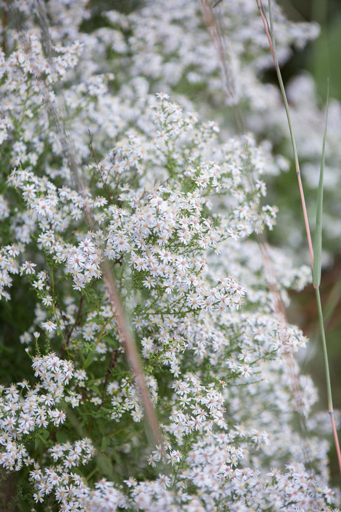 Aster cordifolius 'Avondale' | Stonehouse Nursery