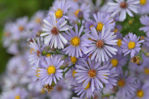 Aster laevis 'Bluebird' | Stonehouse Nursery