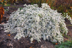 Aster 'Bridal Veil' PP23966