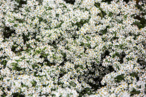 Aster ‘Bridal Veil’ PP23966 | Stonehouse Nursery