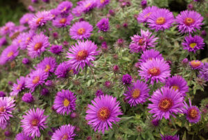 Aster novae-angliae 'Purple Dome'