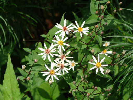 Aster divaricatus | Stonehouse Nursery