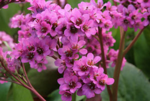 Bergenia cordifolia 'Rotblum'
