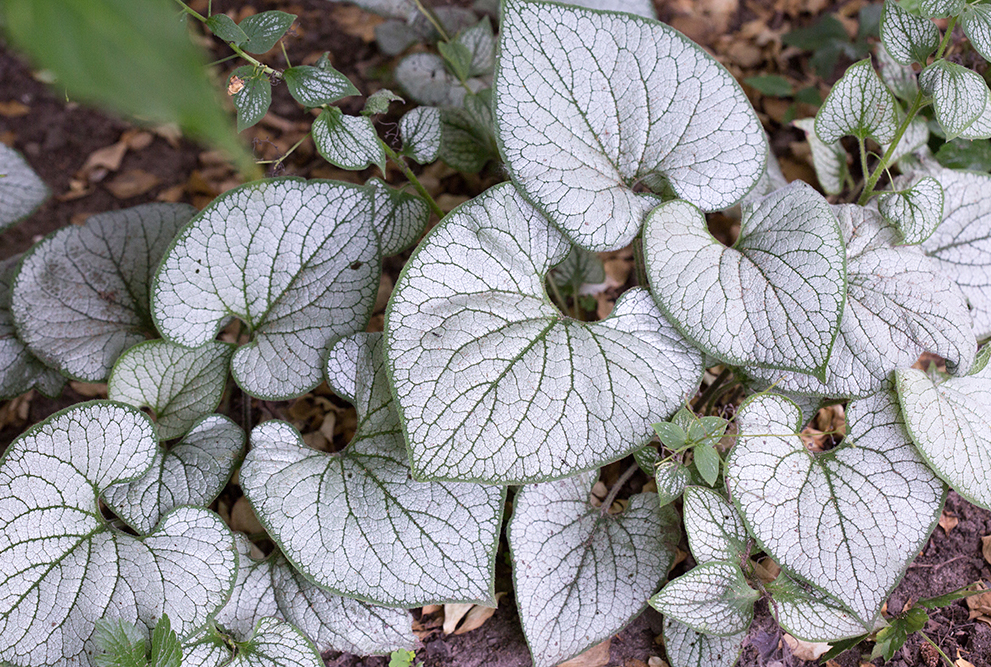 Brunnera macrophylla 'Silver Heart' PP24685