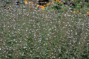 Calamintha nepeta 'Blue Cloud'