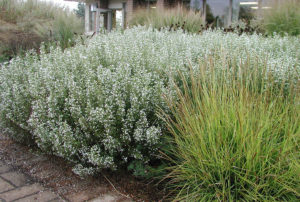 Calamintha nepeta ssp. nepeta