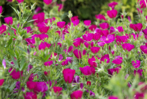 Callirhoe involucrata