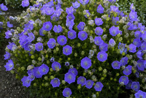 Campanula carpatica 'Rapido Blue'