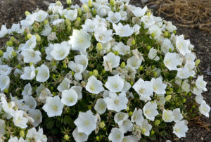 Campanula carpatica 'Rapido White'
