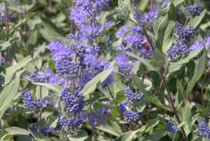 Caryopteris x clandonensis 'Dark Knight'