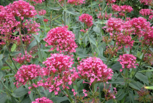 Centranthus ruber 'Coccineus'