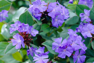 Ceratostigma plumbaginoides