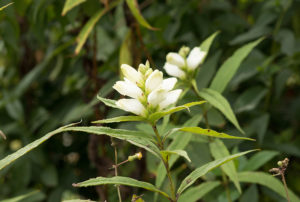 Chelone glabra 'Black Ace'