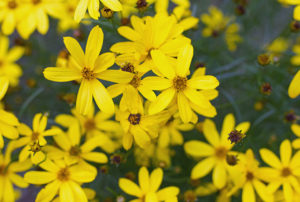 Coreopsis verticillata Mayo Clinic Flower of Hopeª ('Electric Avenue' PP24688)