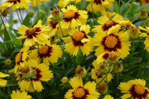 Coreopsis UpTickª Yellow & Red ('Baluptowed' PP28865)