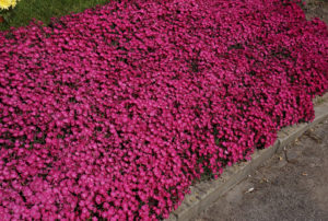 Dianthus Vividª Bright Light ('Uribest52' PP28239)