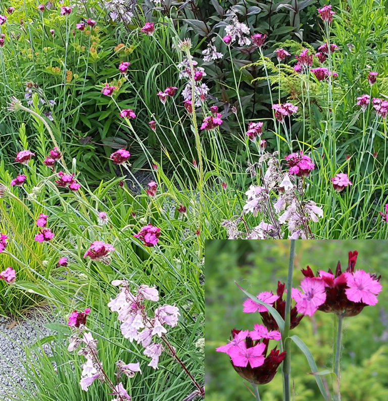 Dianthus carthusianorum Stonehouse Nursery