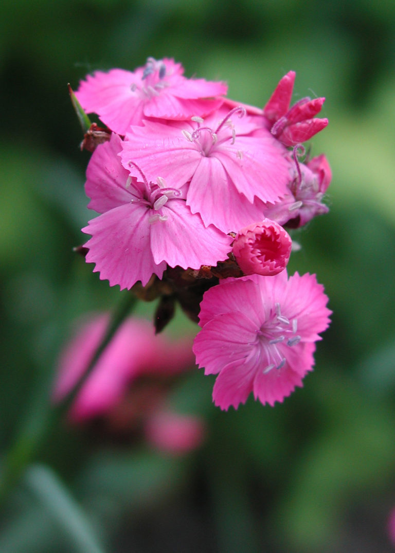Dianthus carthusianorum Stonehouse Nursery