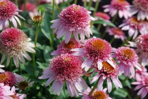 Echinacea purpurea Cone-Fectionsª 'Butterfly Kisses' PP24458