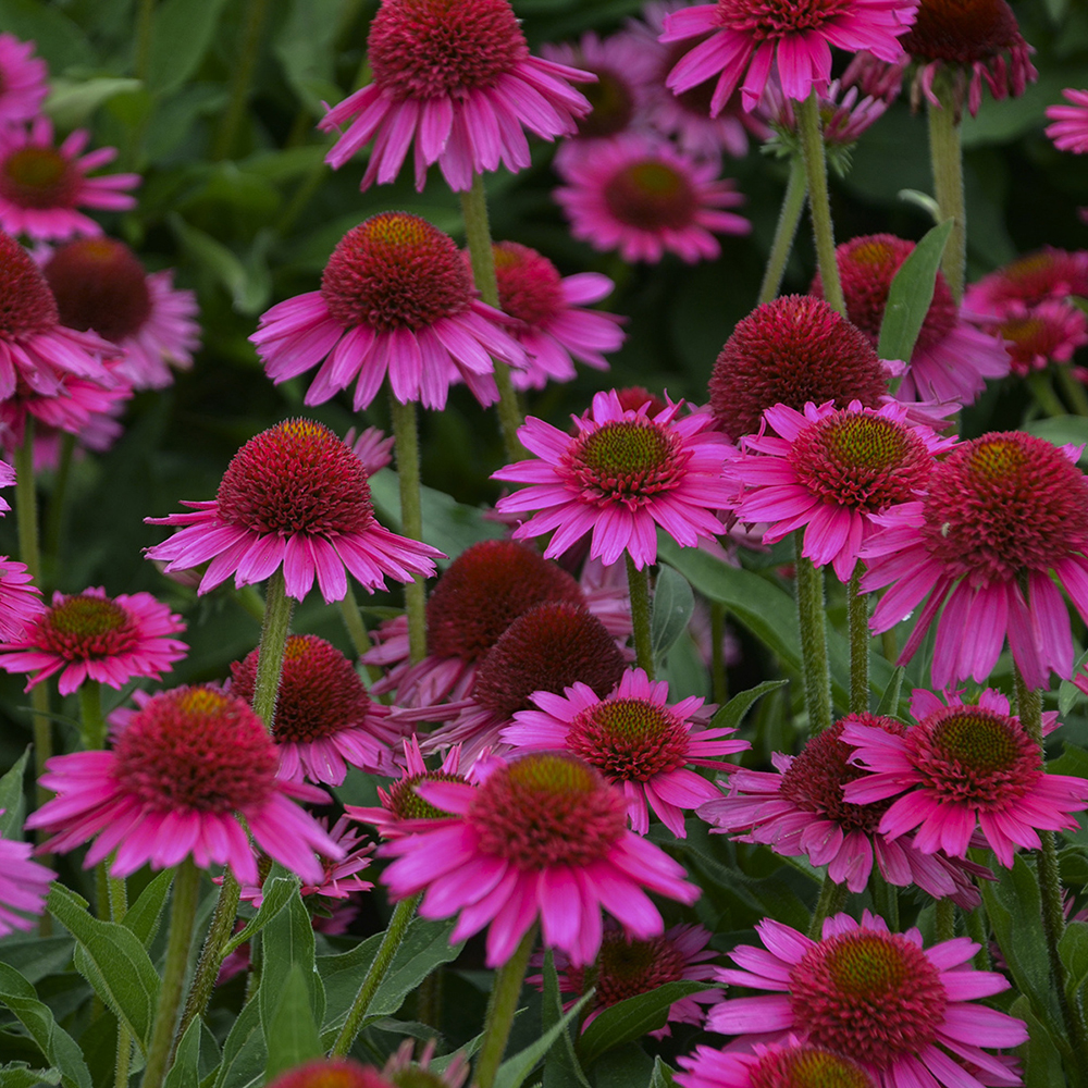 Echinacea ÔDelicious CandyÕ PPAF