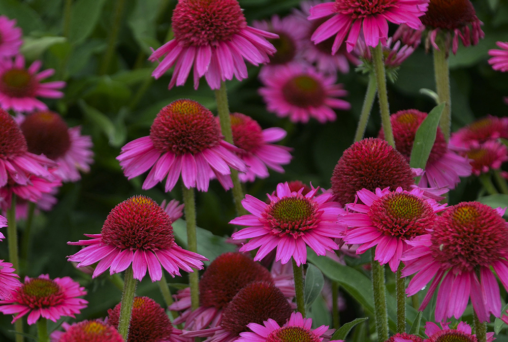 Echinacea 'Delicious Candy' PPAF