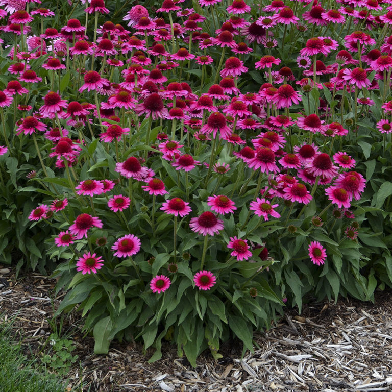 Echinacea 'Delicious Candy' PPAF | Stonehouse Nursery