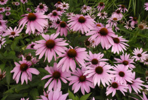 Echinacea purpurea 'Magnus'